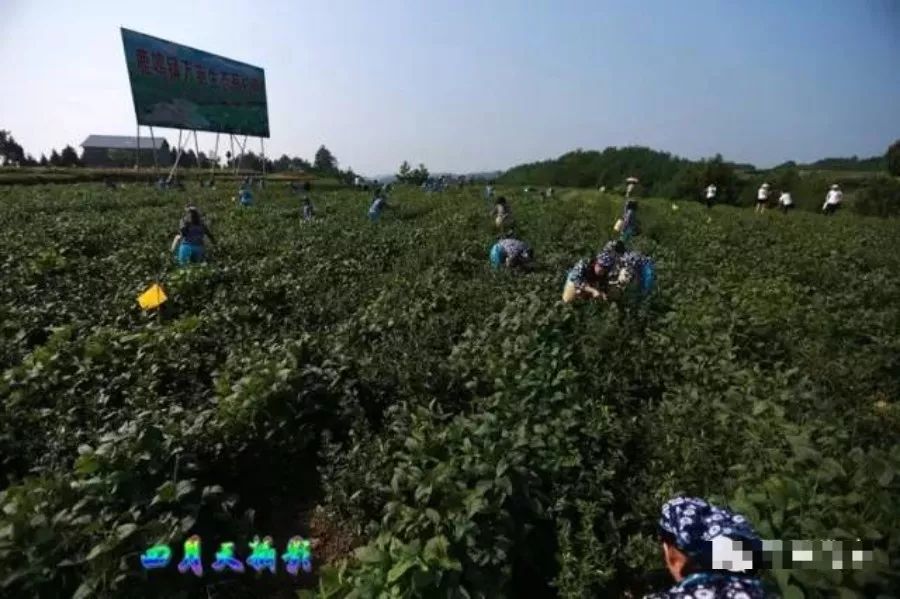 有个地方叫巴中抖音版,平昌好玩的地方