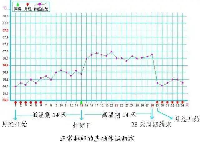 排卵监测能测出卵子质量好不好吗,大蒜对卵子质量好不好
