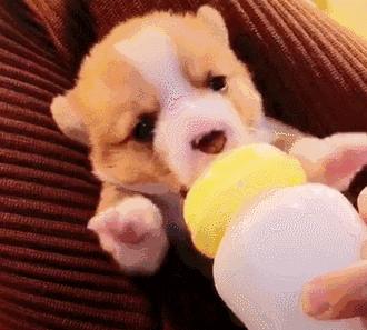 千万别给狗狗吃的食物,千万不要给狗狗吃的九种食物