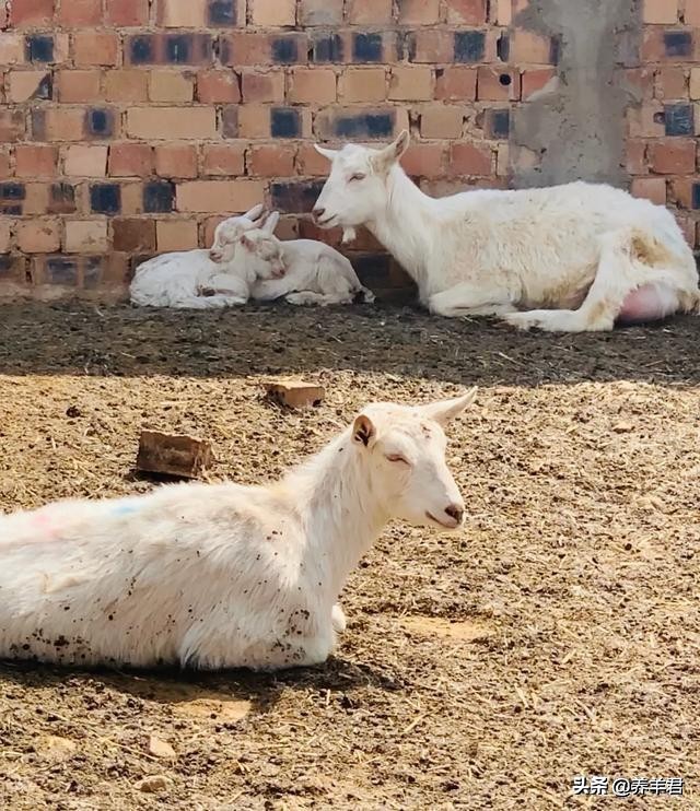 关于羊你了解多少,关于羊奶的知识