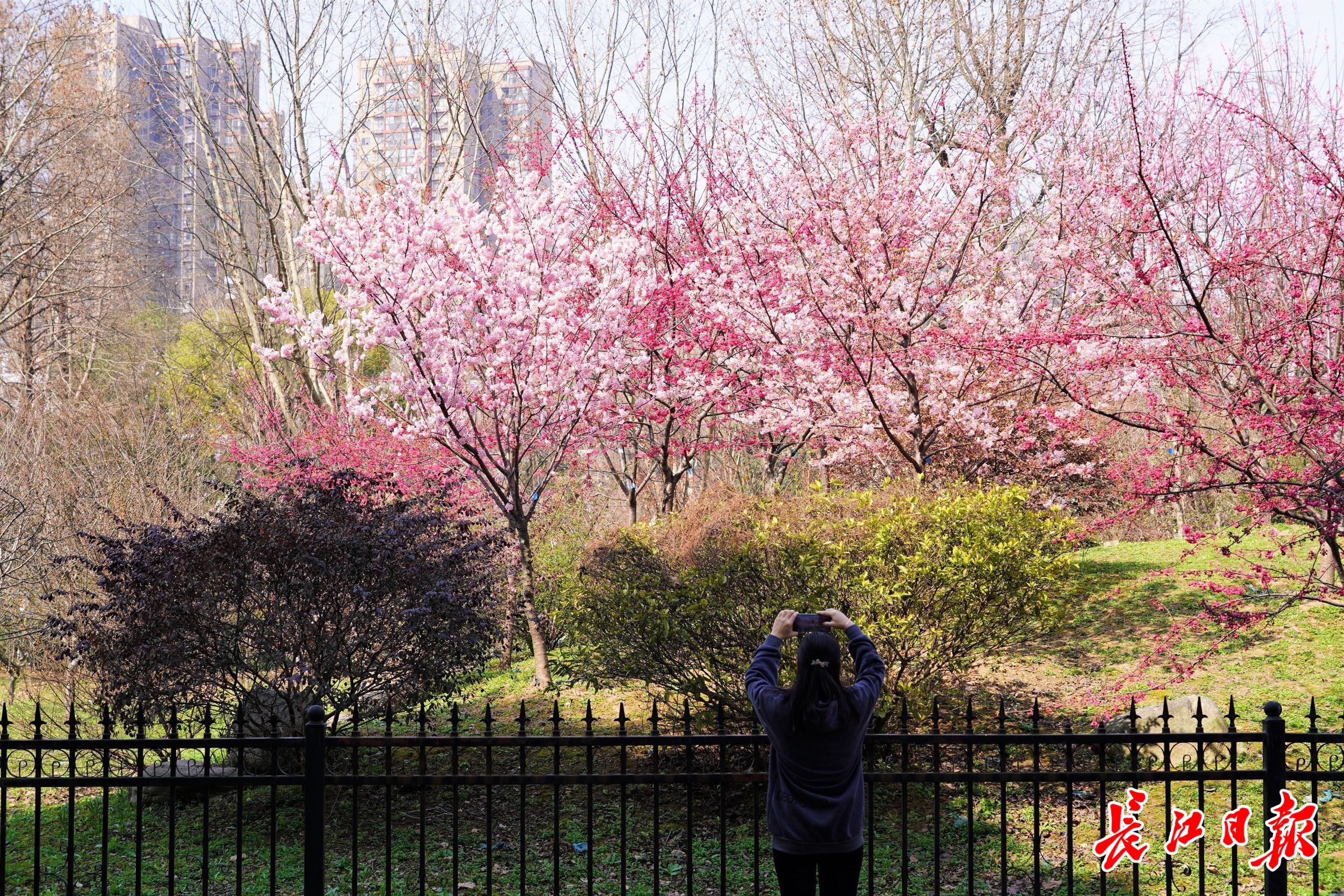 2022武汉免费赏樱花的地方,欢迎来武汉东湖观赏樱花