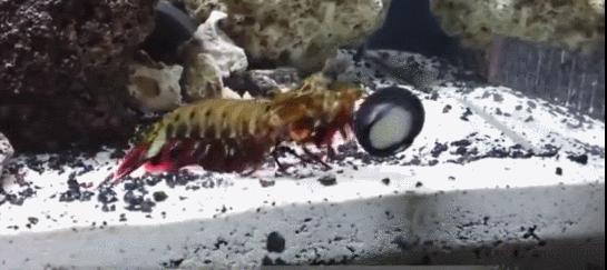 拳王二秒打出12拳,拳王一秒打五拳