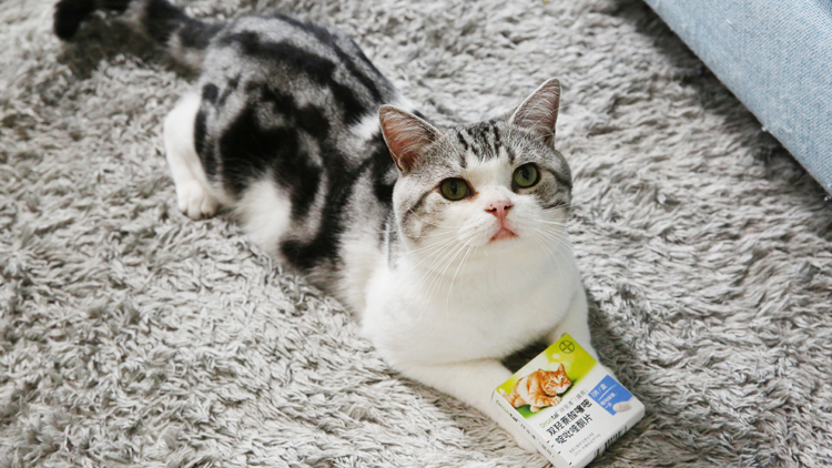 猫咪驱虫滴剂哪个牌子好,猫驱虫拜宠清和拜耳有啥区别