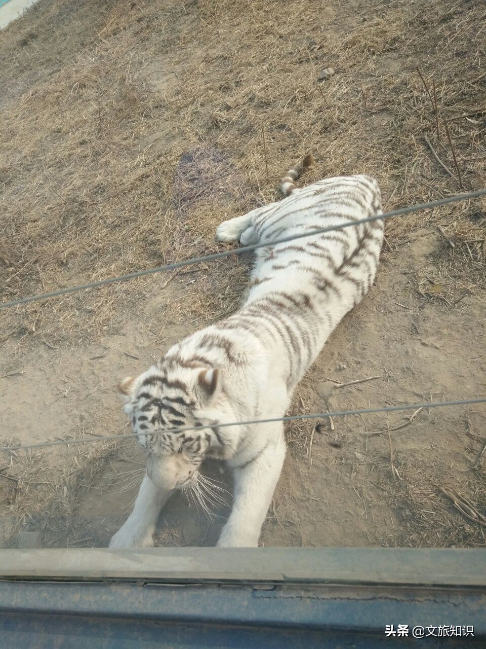 山东德州动植物园旅游区,德州市动植物园视频