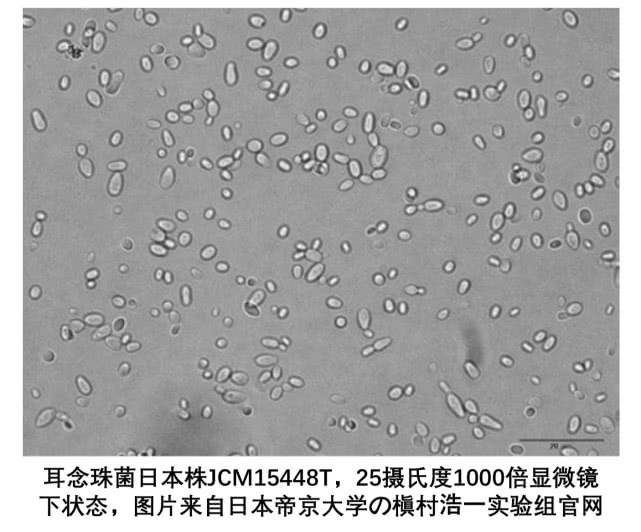 闻臭袜子会感染病毒吗,经常闻臭袜子会引起真菌感染吗