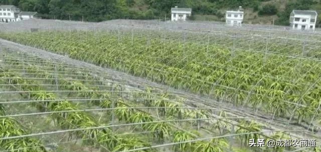 种植火龙果的视频,火龙果的种植技术主蔓何时打顶