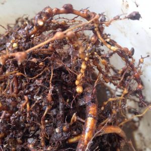 无花果常见病害识别与防治,无花果容易得什么病虫害