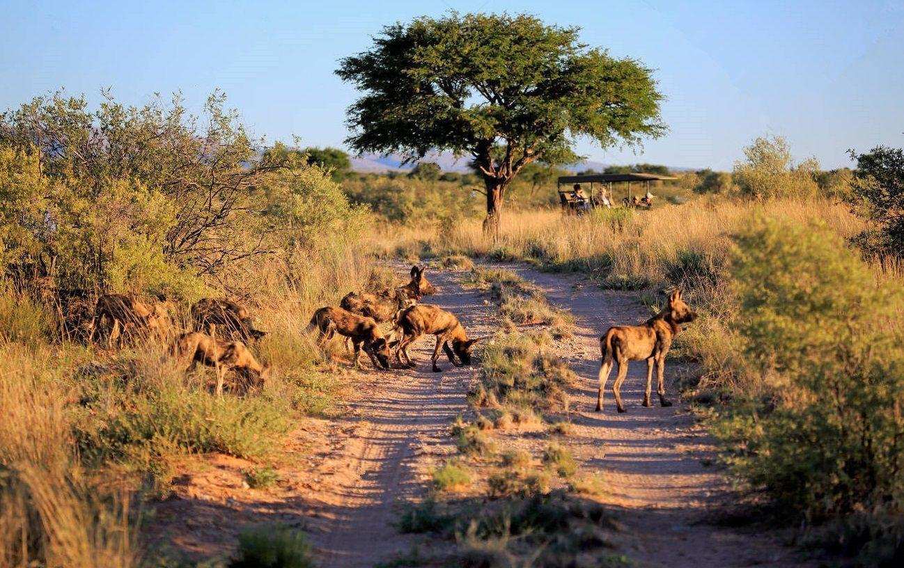 澳洲兔子的百年大战,澳洲人和兔子百年之争