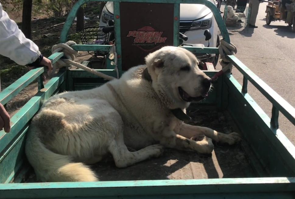 200斤的护卫犬,200斤护卫犬