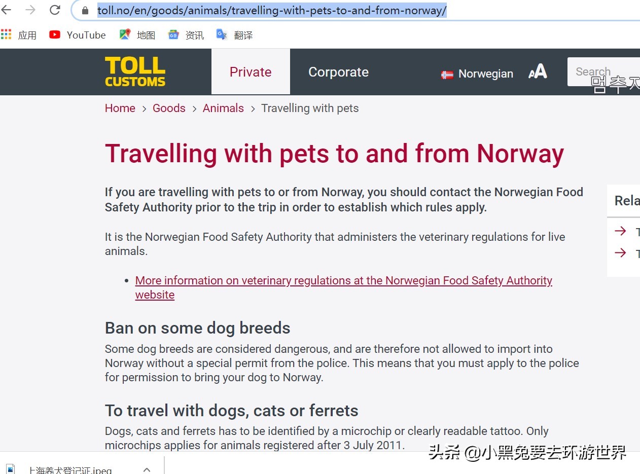 带宠物回国注意事项有哪些,从中国带宠物到国外需要什么手续