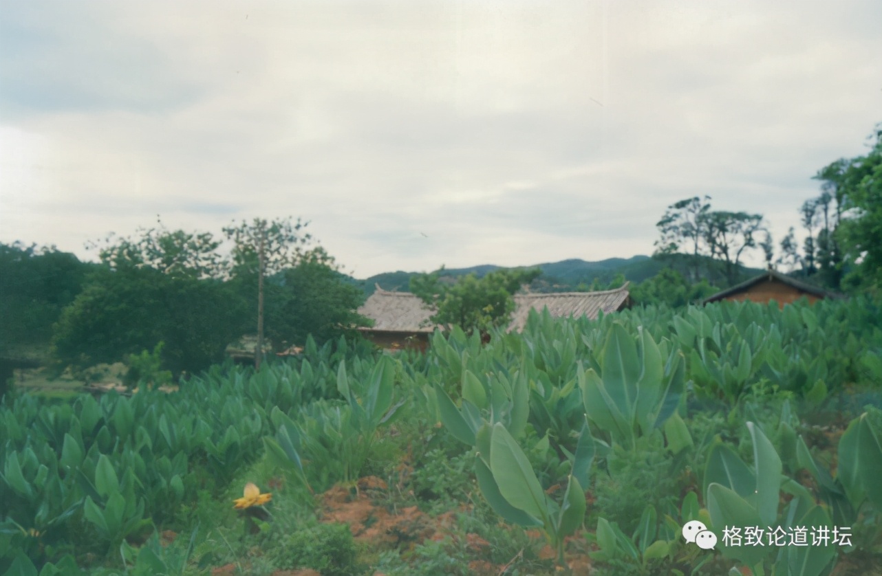 为什么长毛的火腿还能吃,长毛的火腿肠吃了会怎样