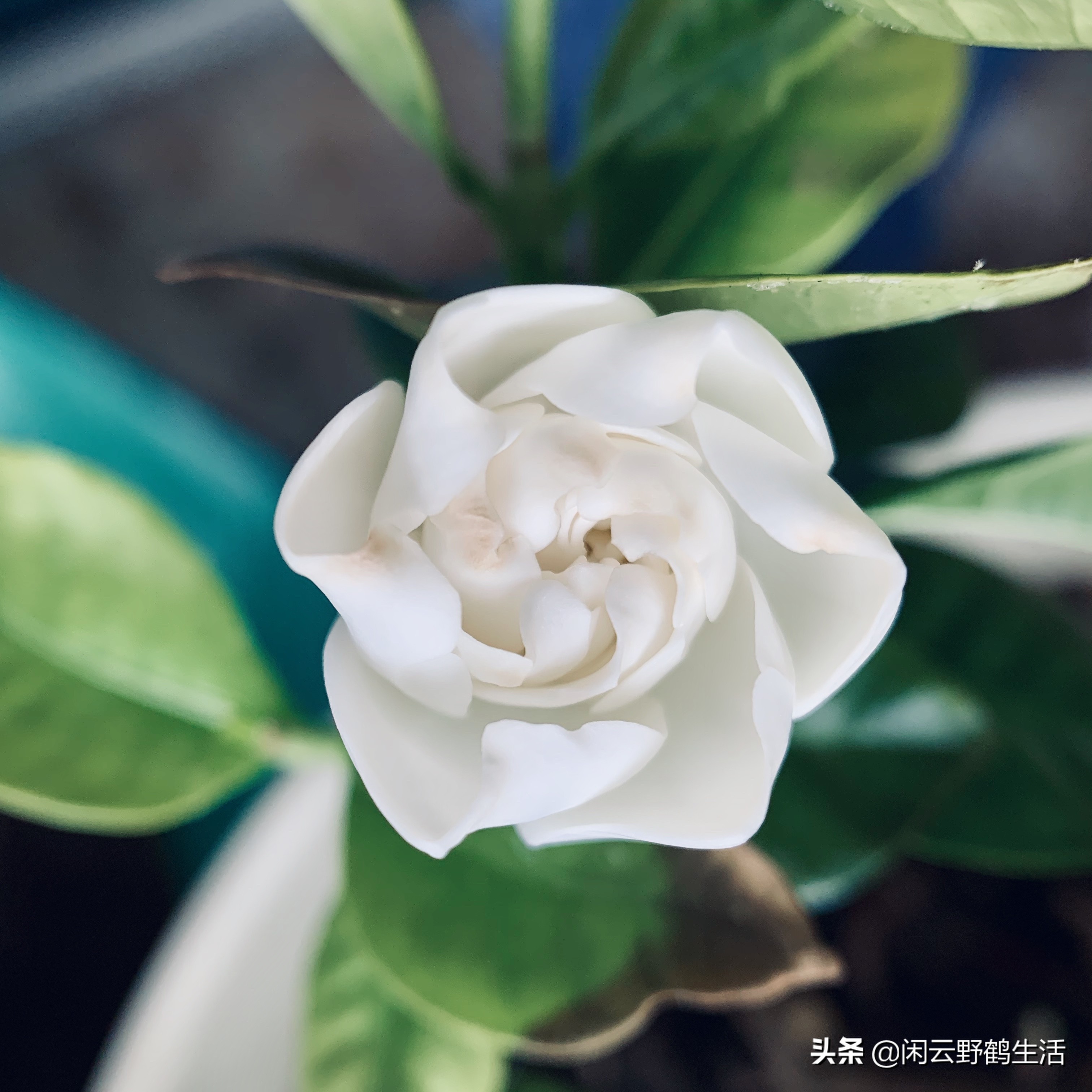 网购花卉避坑指南,网购花卉注意事项