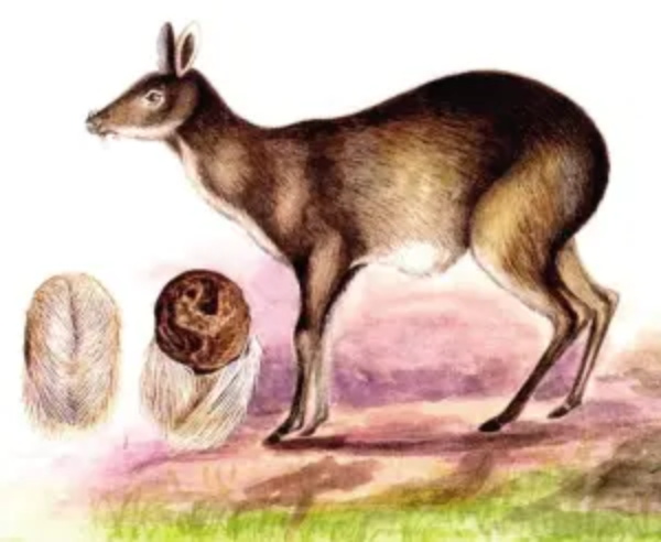 片仔癀秘方国家保密,片仔癀是国家两大绝密配方之一