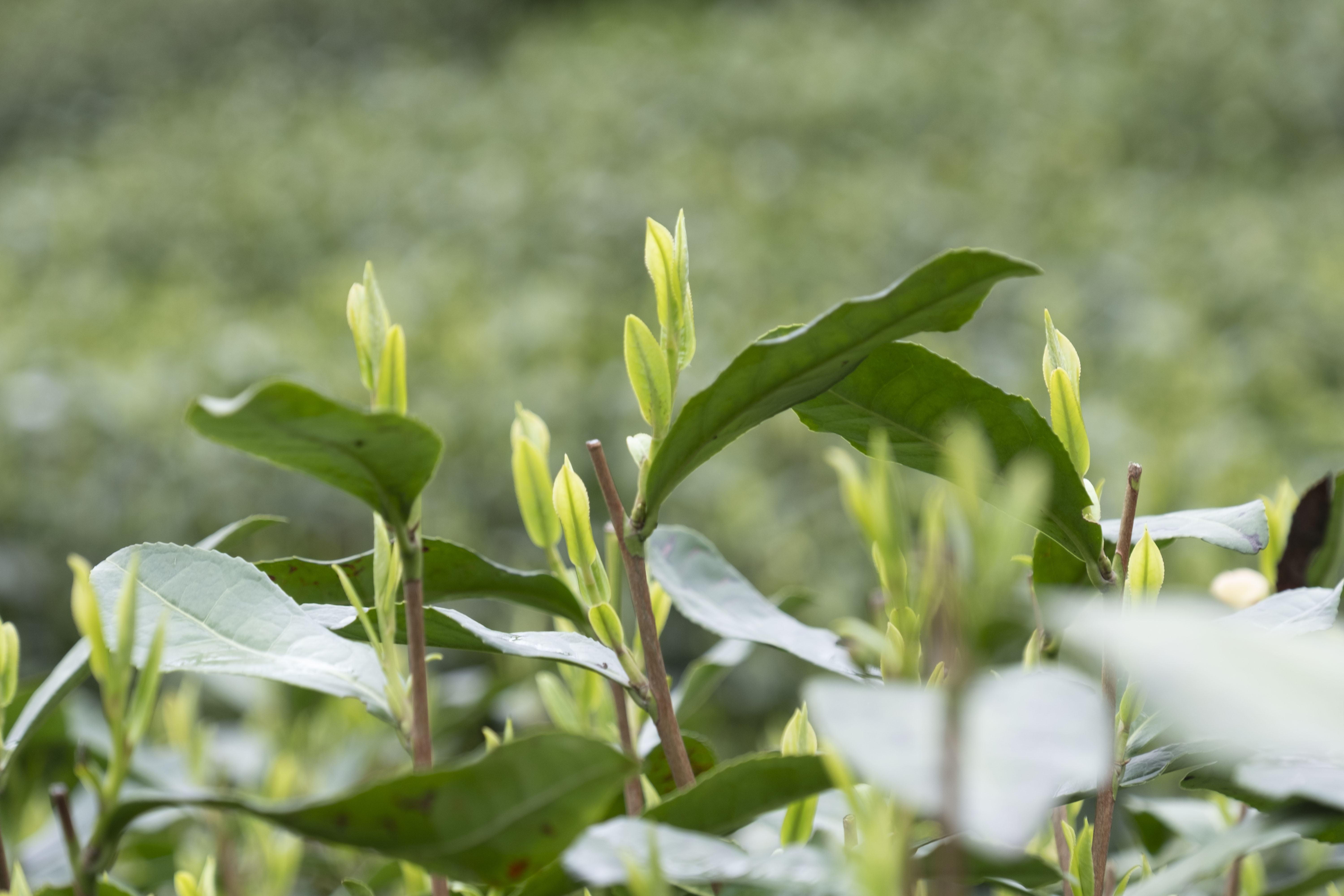 西湖龙井春茶季,龙井茶西湖明前春茶