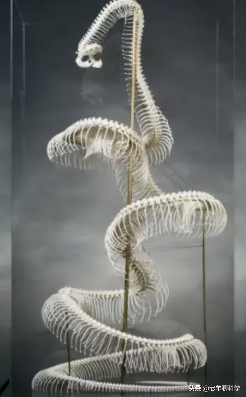 菲律宾电线掉下巨蟒,菲律宾电线上的蟒蛇后续