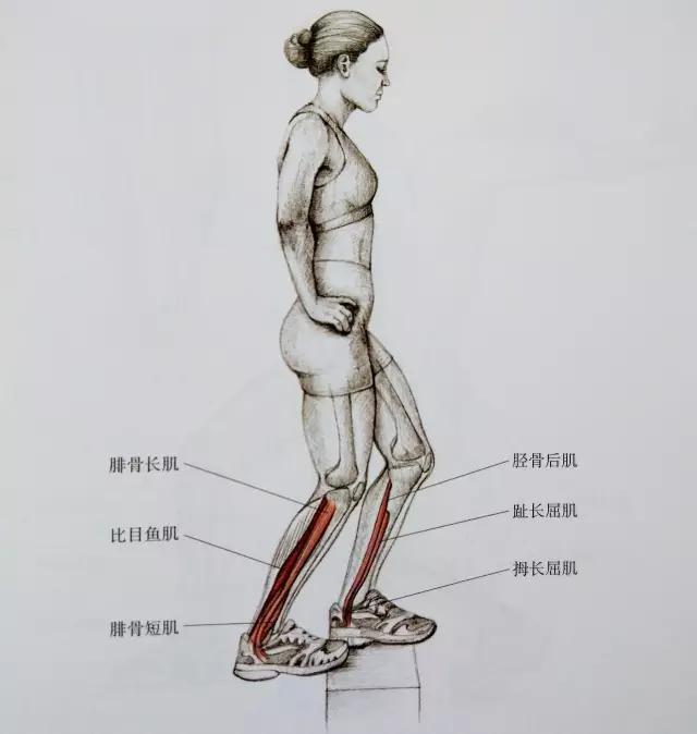 小腿紧绷发硬越来越粗怎么瘦,小腿特别粗全是肌肉怎么瘦啊