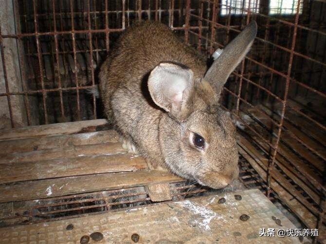 养兔需知道什么道理,养兔须知哪些技术