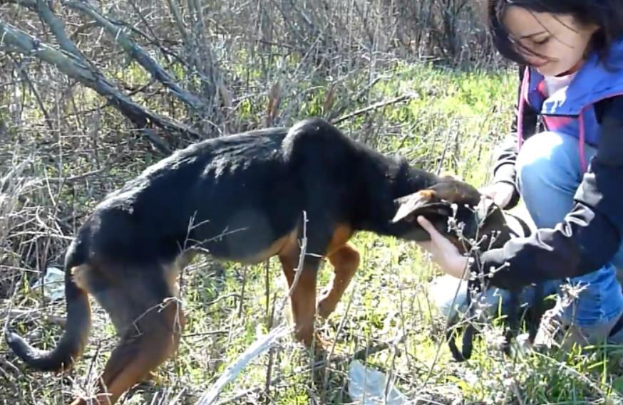 减轻宠物疼痛,宠物承受不了的痛原因