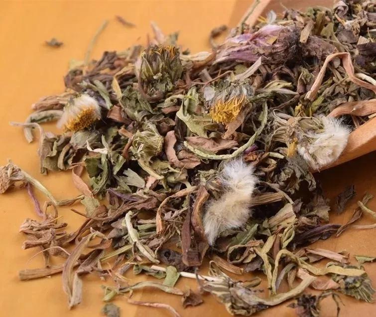 蒲公英的疗效,蒲公英治病有特效