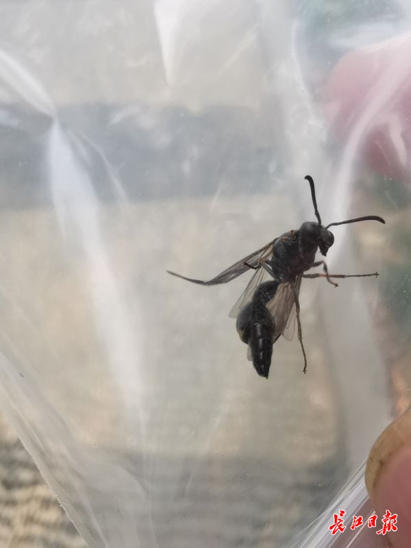 奇！这只泥蜂像燕子一样衔泥筑巢，还有8个“儿童间”