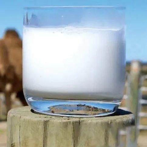 迪拜驼奶怎么辨真假,真假驼奶揭露不良商家的真面目