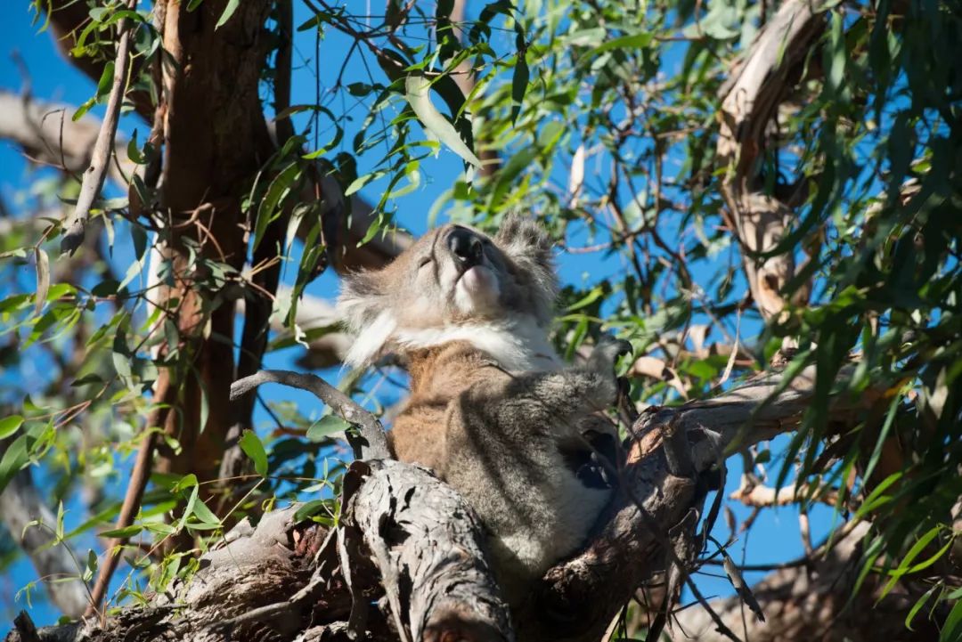 澳大利亚独特的自然风光,澳大利亚黄金海岸的美景