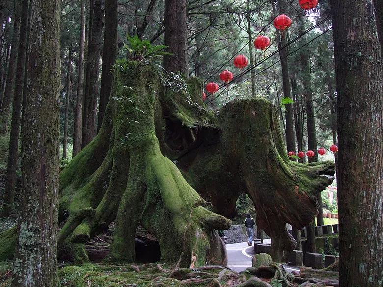 宝岛阿里山风景,山水风景台湾阿里山