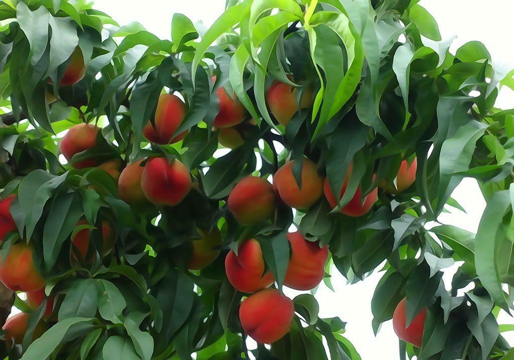 桃子裂果如何治疗,桃子裂果什么原因