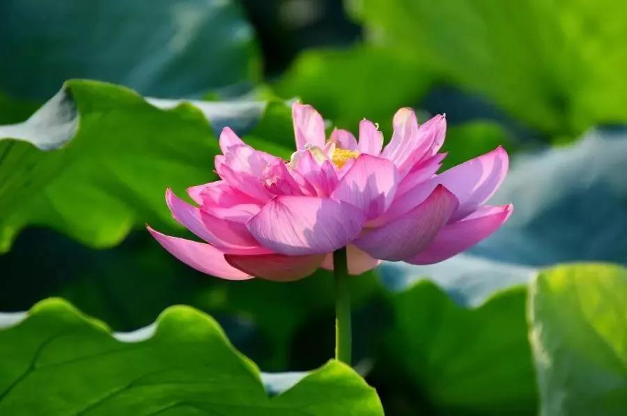 夏季最美荷花在哪里,山东最漂亮的荷花