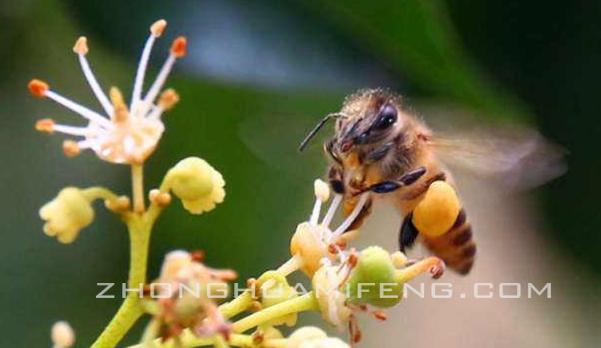 对蜜蜂的感想,对蜜蜂的评价和感悟