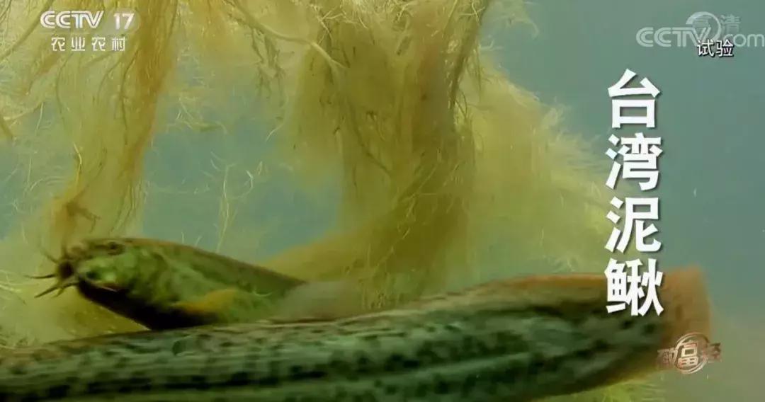 养泥鳅10万元赚40万,废旧坑塘养泥鳅一年能挣20万
