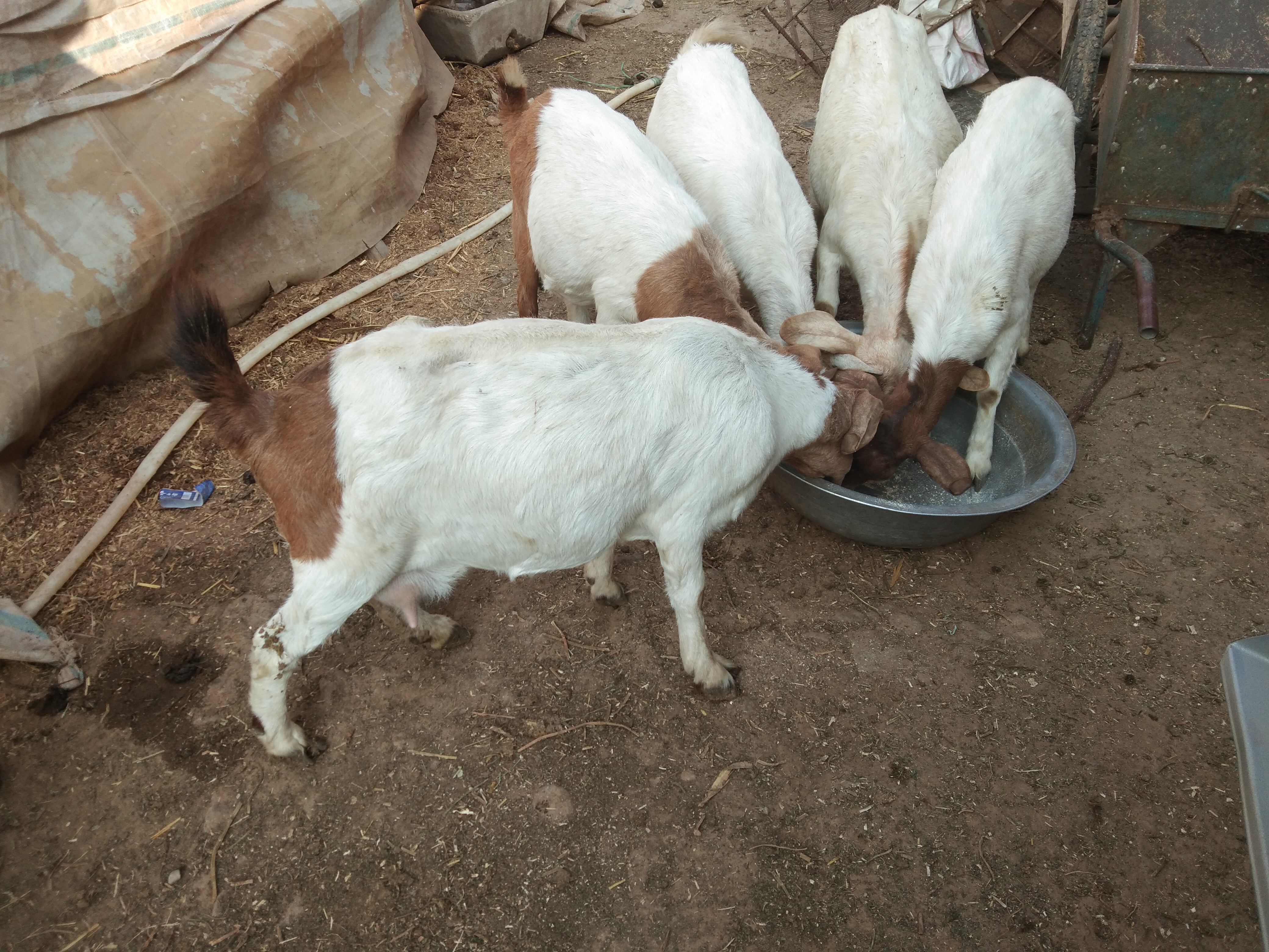 养羊常备哪些药,养羊准备的常用药