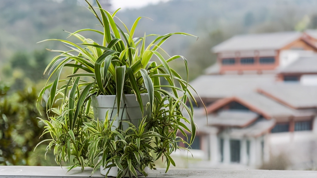沙子可以代替火山岩养花,君子兰用火山岩好还是粗河沙好