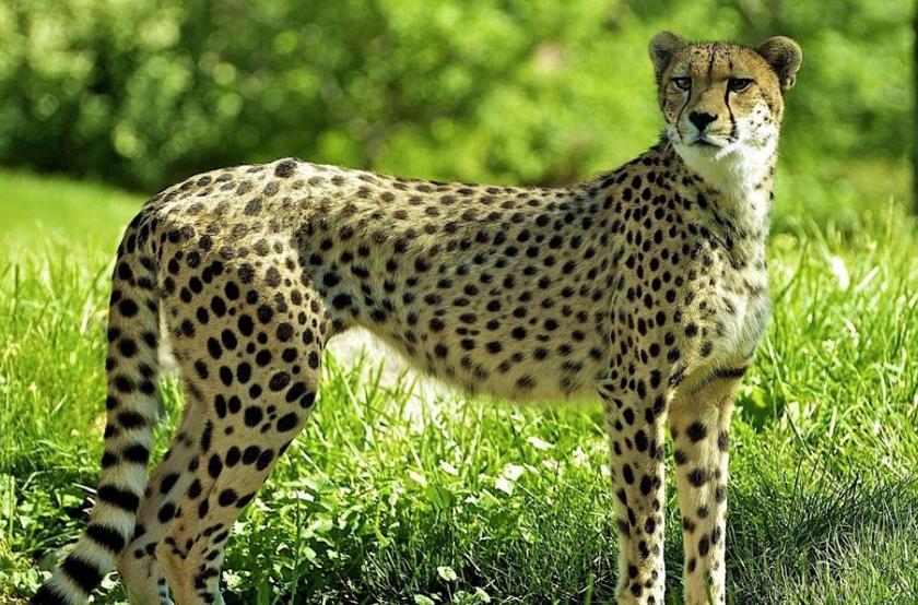 豹子跟狮子谁更厉害,豹子如果和狮子一样大谁厉害