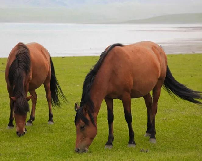 山丹军马场世界第一大军马场,山丹军马场适宜养马的原因
