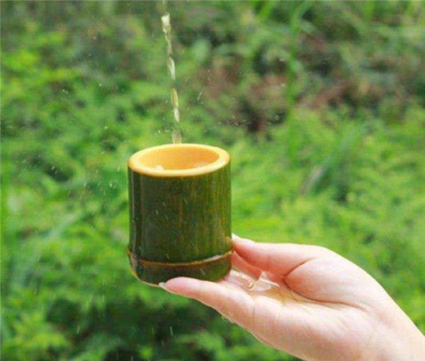 白酒灌进竹子里面会变质吗,酒倒入竹子竹子还能活吗