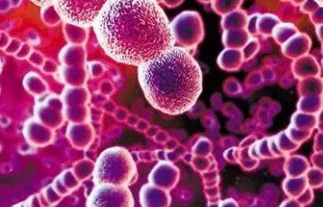 关于青霉素的意外,青霉素的发现改变了药学