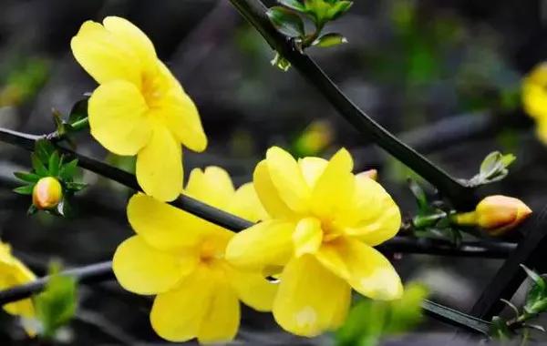 泡了杯花茶精神病发作了，小心这几类毒花