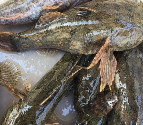 农村最好吃的十种鱼,盘点20种好吃又营养的常见鱼