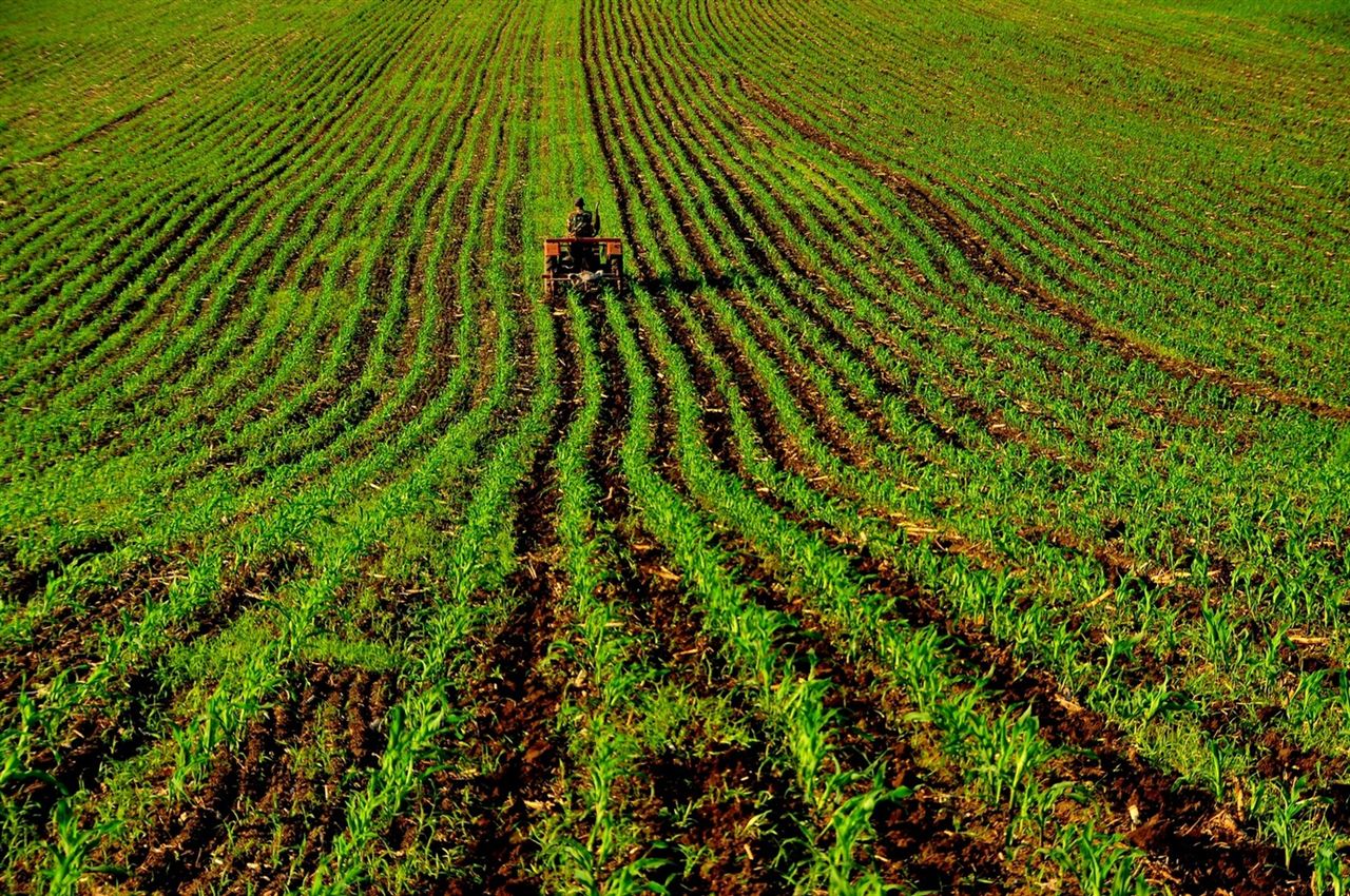 谷雨三天看牡丹的传说,谷雨三朝看牡丹的句子