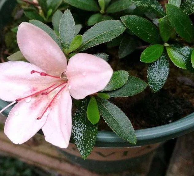 杜鹃花怎么养不长高呢,杜鹃花如何养才会长得更旺盛