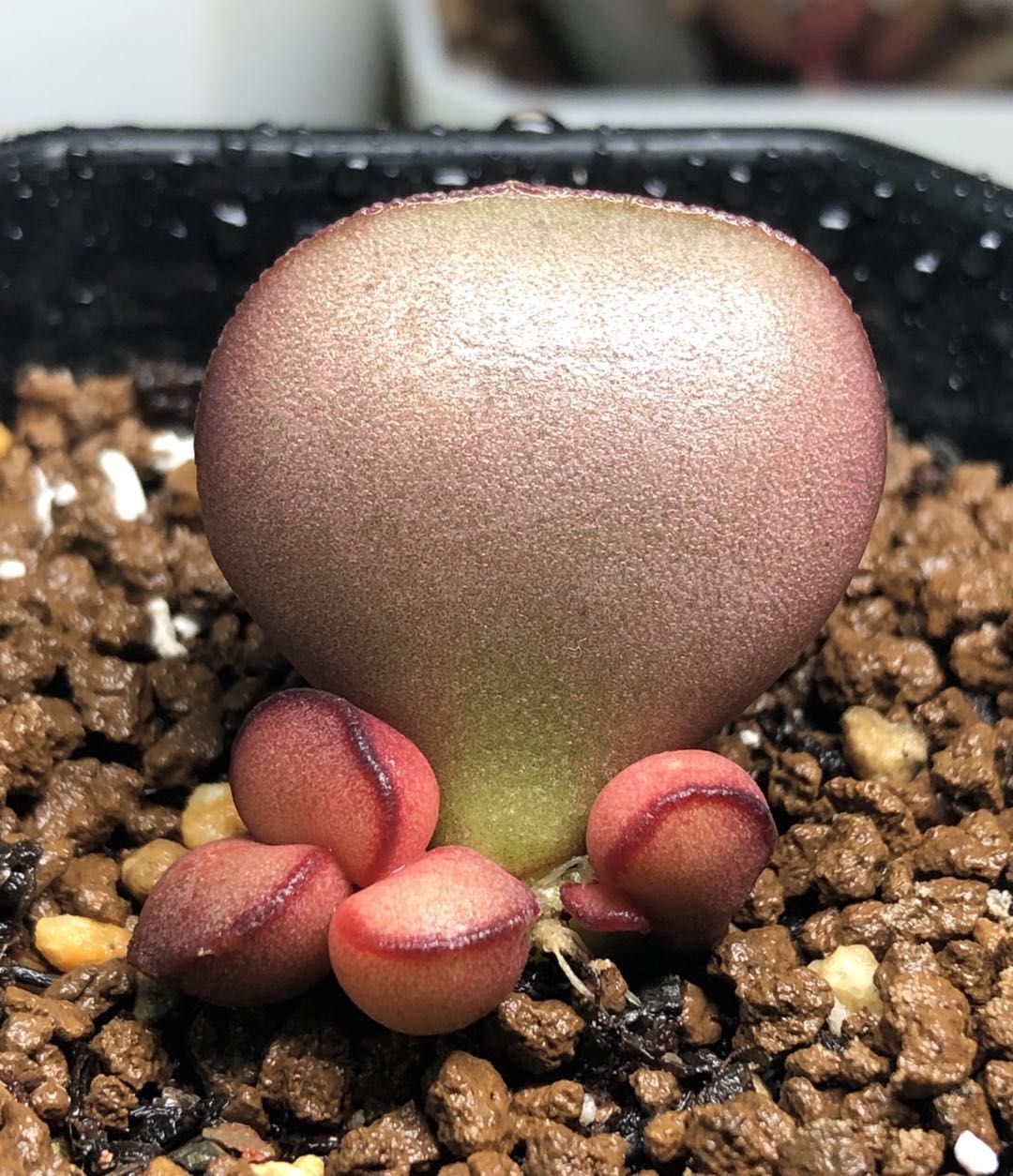 水泡多肉大全,水泡多肉叶片发焉