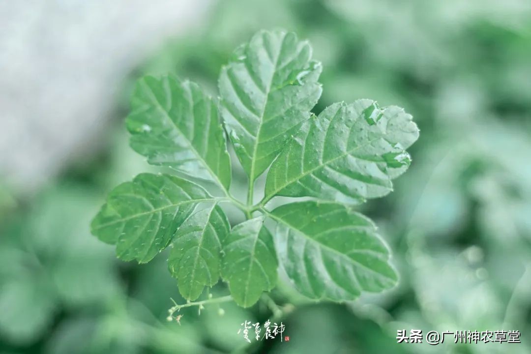 可以泡茶的冷门中药材,中草药泡茶系列有哪些