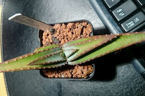 六种可以吃的芦荟品种图片图文,所有芦荟