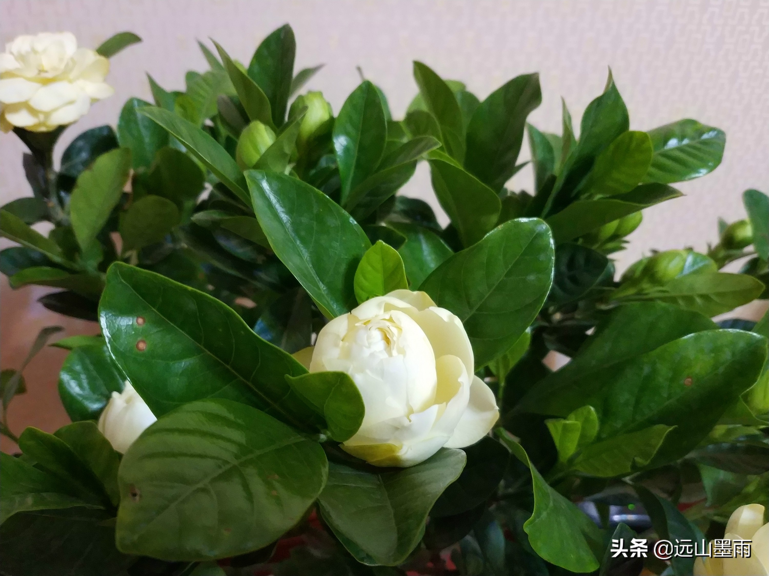 昆明东三环北苑市场今天赶集了吗,昆明东三环北苑街赶集