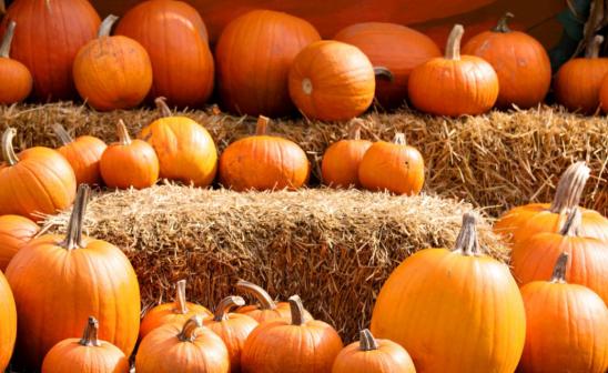 种植南瓜出蛆原因,种的南瓜总是烂怎么办