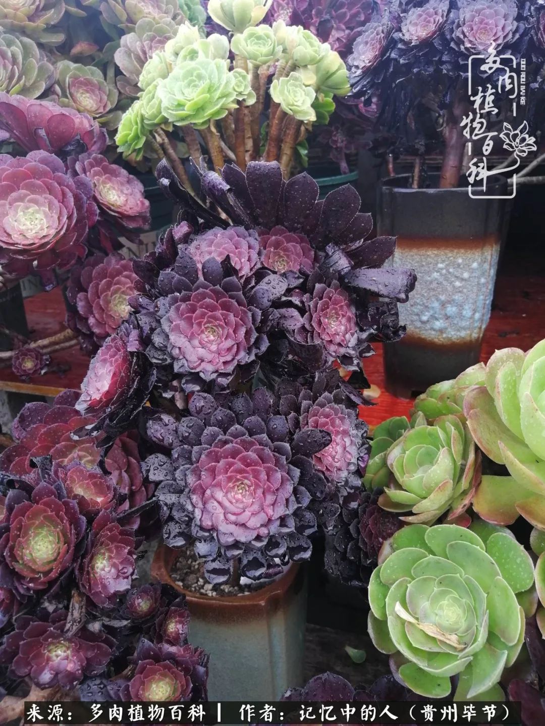 我心中的玫瑰原唱,我心中的玫瑰全部歌曲