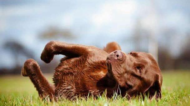 狗狗身上像头皮屑怎么回事,狗狗身上有好多皮屑老挠怎么回事