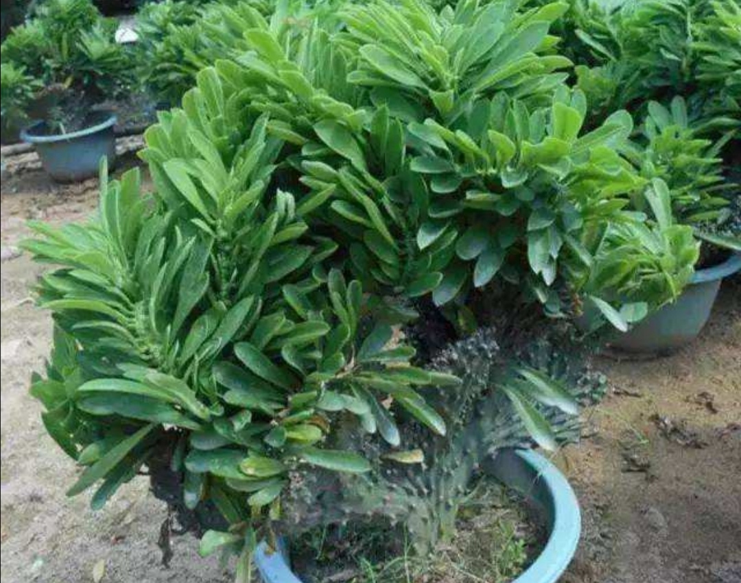 麒麟掌用什么盆栽最好,养麒麟该怎么样浇水