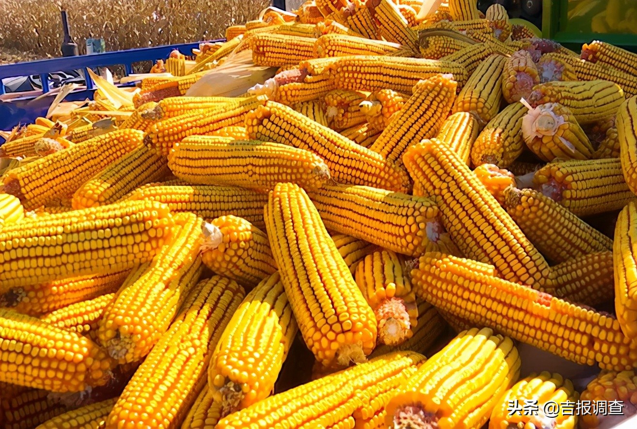 父子对话:请假回家“扒苞米”?用不着啦!柳河县现在都玩机械化收割